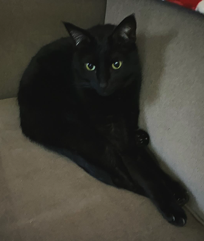 Laura Dixon-Caldwell's black male cat Lincoln